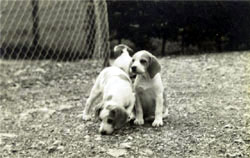Beagle Pups 