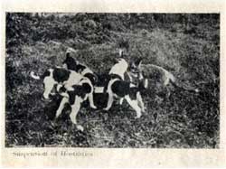 Blencathra Foxhounds