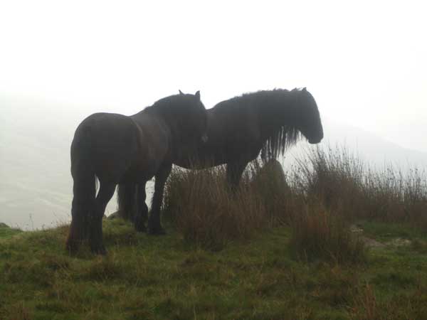 Wansfell Ruby and Ling, Fell ponies