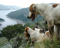 Foxhounds