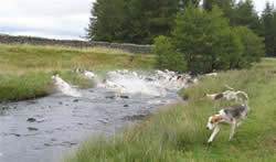 Trail hounds crossing a Cumbrian Beck