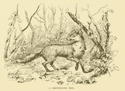 A Greyhound Fox