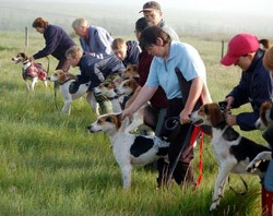 Hound trailing