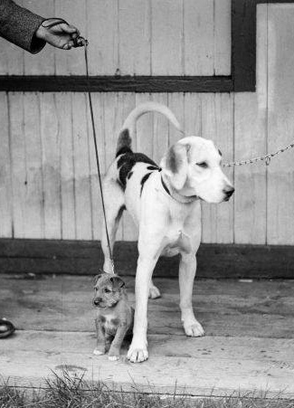 Ullswater Hound and Terrier 1931